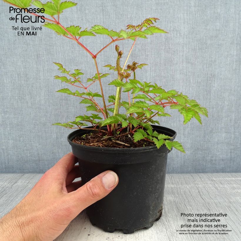 Spécimen de Astilbe Chinensis Purpurkerze Pot de 2L/3L tel que livré au printemps