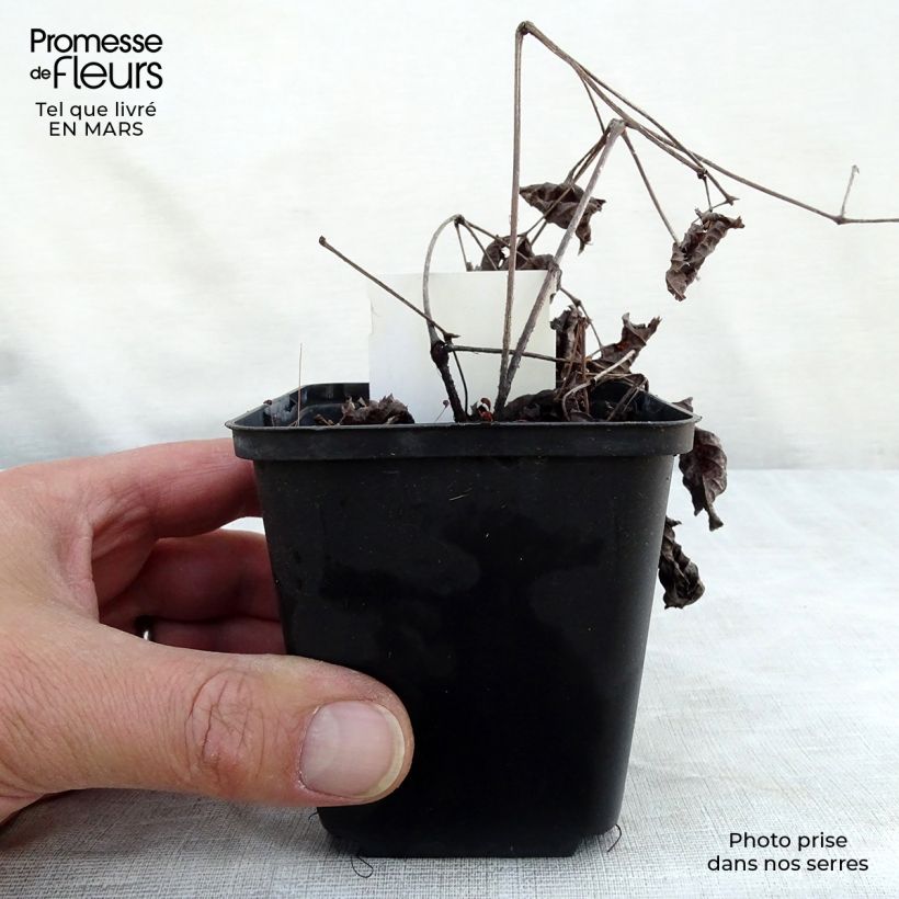 Spécimen de Astilbe Chocolate Shogun Godet de 8/9 cm tel que livré en hiver