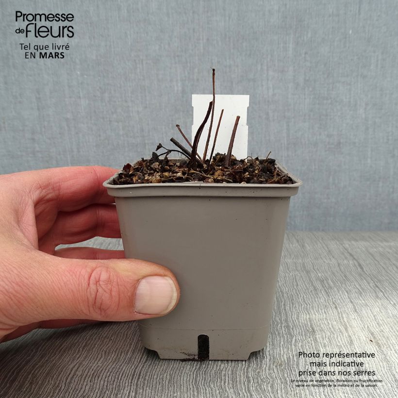 Spécimen de Astilbe Darkside Of The Moon Godet de 8/9 cm tel que livré en hiver