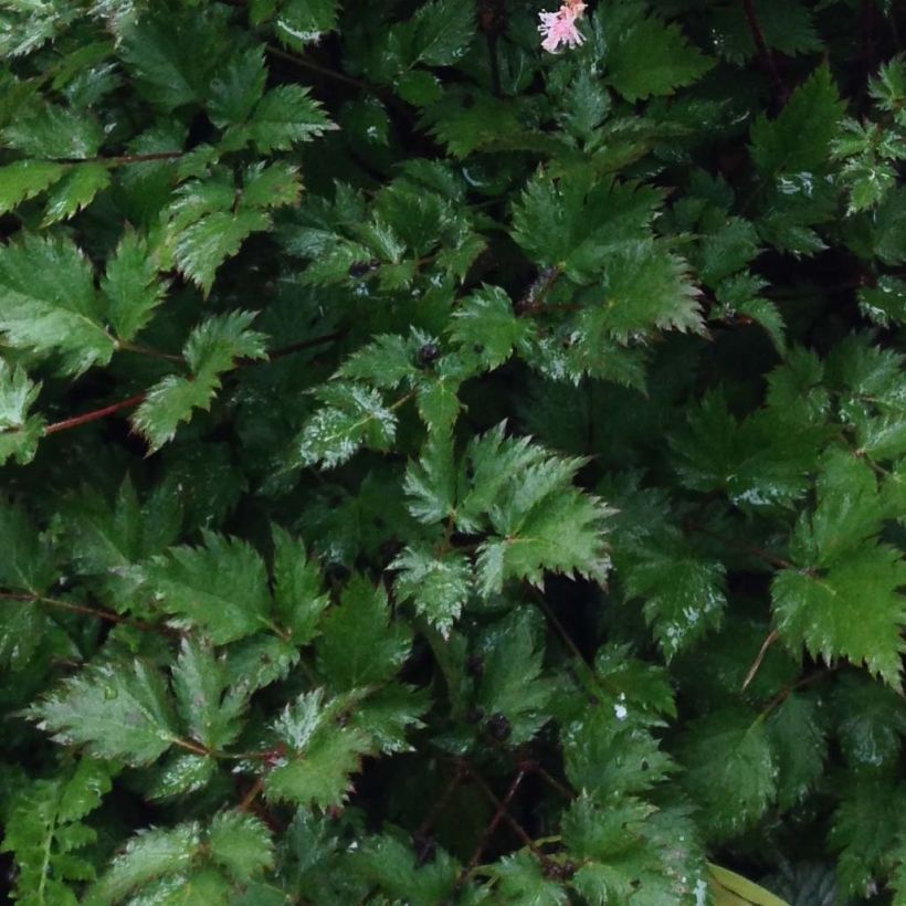 Astilbe japonica Delft Lace (Folhagem)