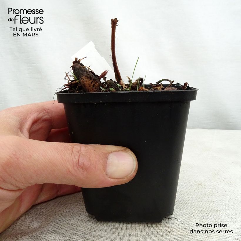 Spécimen de Astilbe Prof. van der Wielen Godet de 8/9 cm tel que livré au printemps