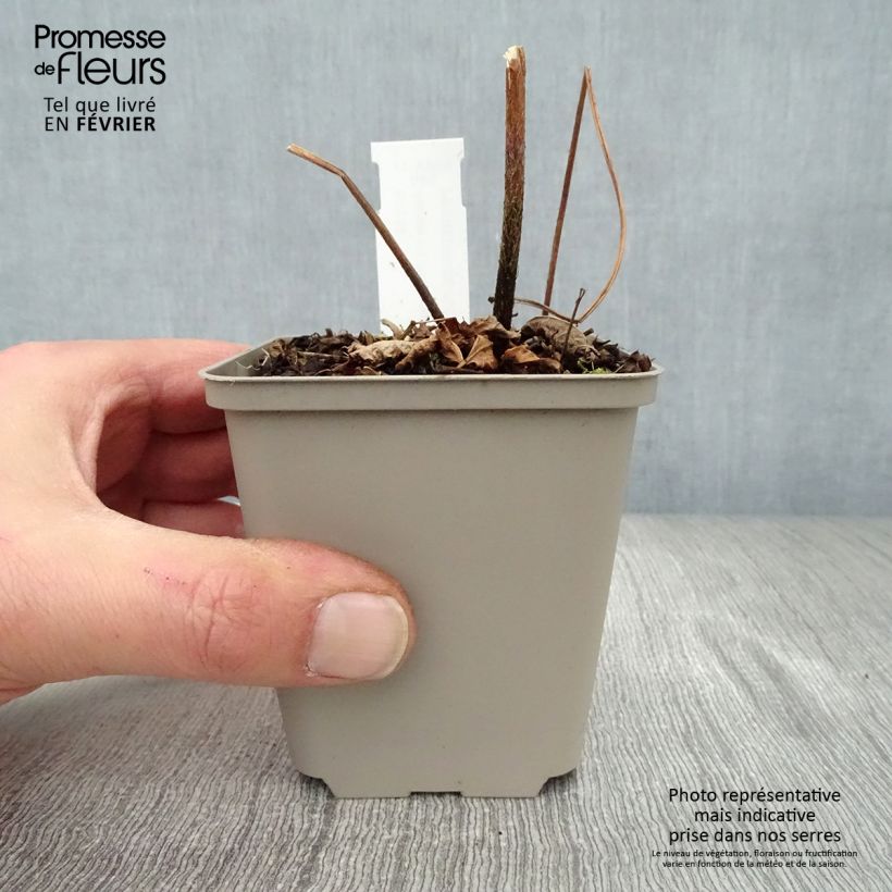 Spécimen de Astilbe Prof. van der Wielen Godet de 8/9 cm tel que livré en hiver