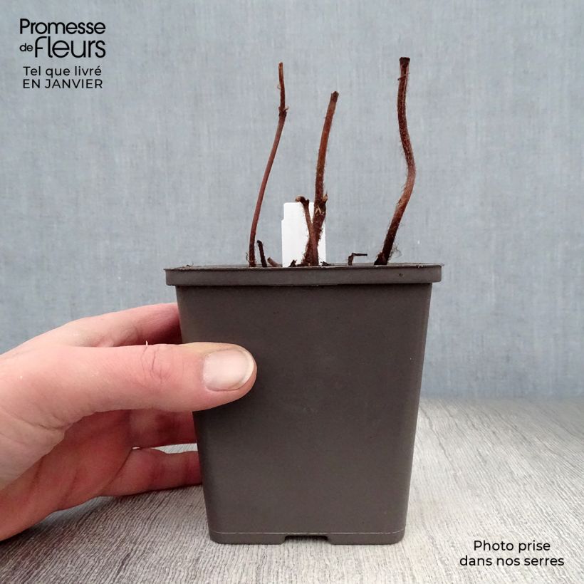 Spécimen de Astilbe Vision in Pink Godet de 8/9 cm tel que livré en hiver