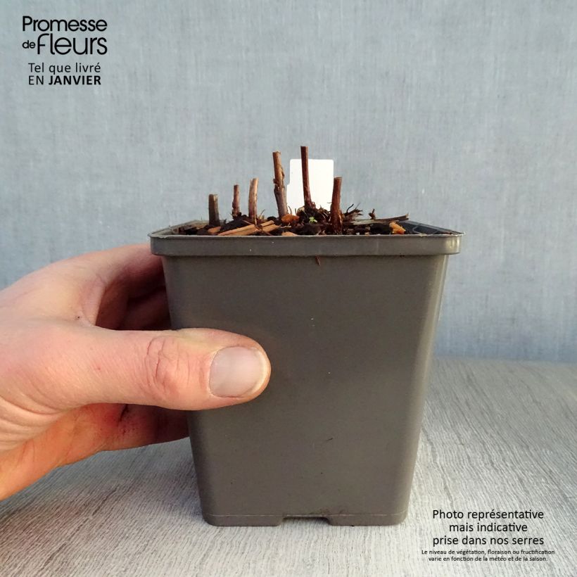 Spécimen de Astilbe Vision in Red Godet de 8/9 cm tel que livré en hiver