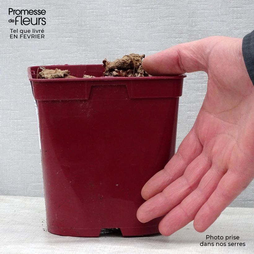 Spécimen de Astilbe Vision in Red Pot de 2L/3L tel que livré en hiver