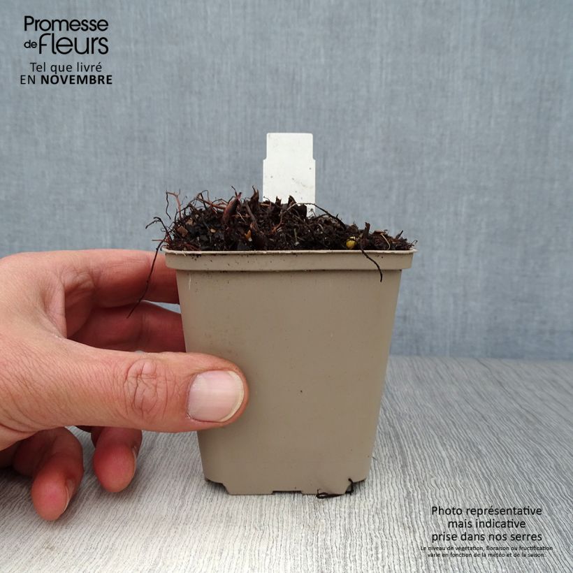Spécimen de Astilbe Washington Godet de 8/9 cm tel que livré en automne