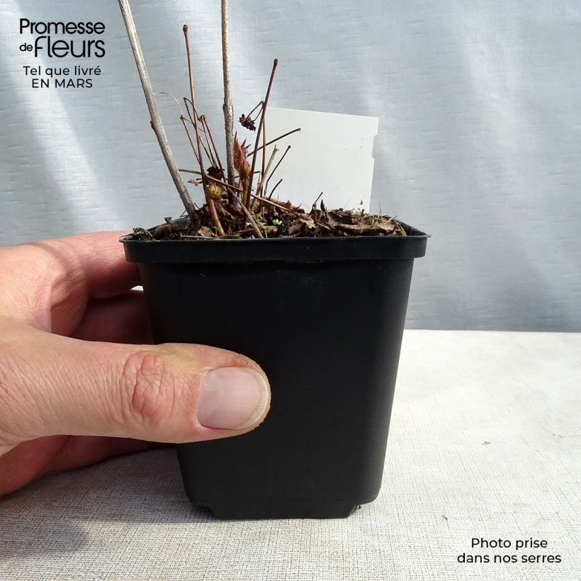 Spécimen de Astilbe Washington Godet de 8/9 cm tel que livré en hiver