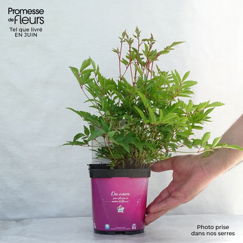 Spécimen de Astilbe Younique® Silvery Pink Pot de 2L/3L tel que livré en été