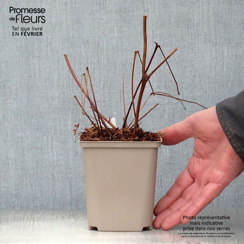 Spécimen de Astilbe arendsii Amethyst Godet de 8/9 cm tel que livré en hiver