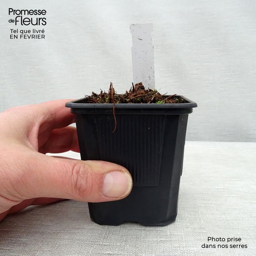 Spécimen de Astilbe arendsii Anita Pfeiffer Godet de 8/9 cm tel que livré en hiver