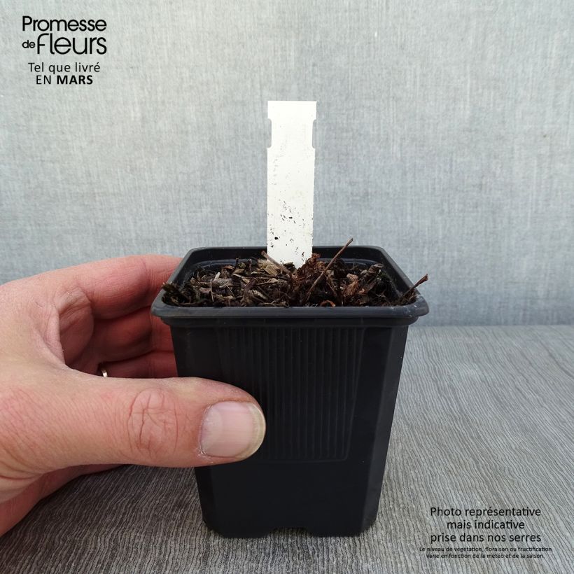 Spécimen de Astilbe arendsii Color Flash Lime, Beauty of Lisse Godet de 8/9 cm tel que livré en hiver