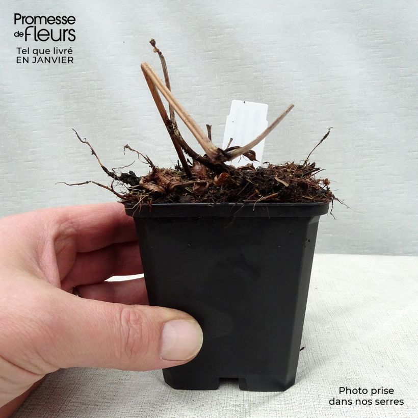 Spécimen de Astilbe arendsii Brautschleier Godet de 8/9 cm tel que livré en hiver