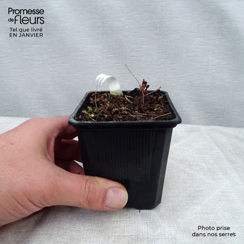 Spécimen de Astilbe arendsii Bressingham Beauty Godet de 8/9 cm tel que livré en hiver