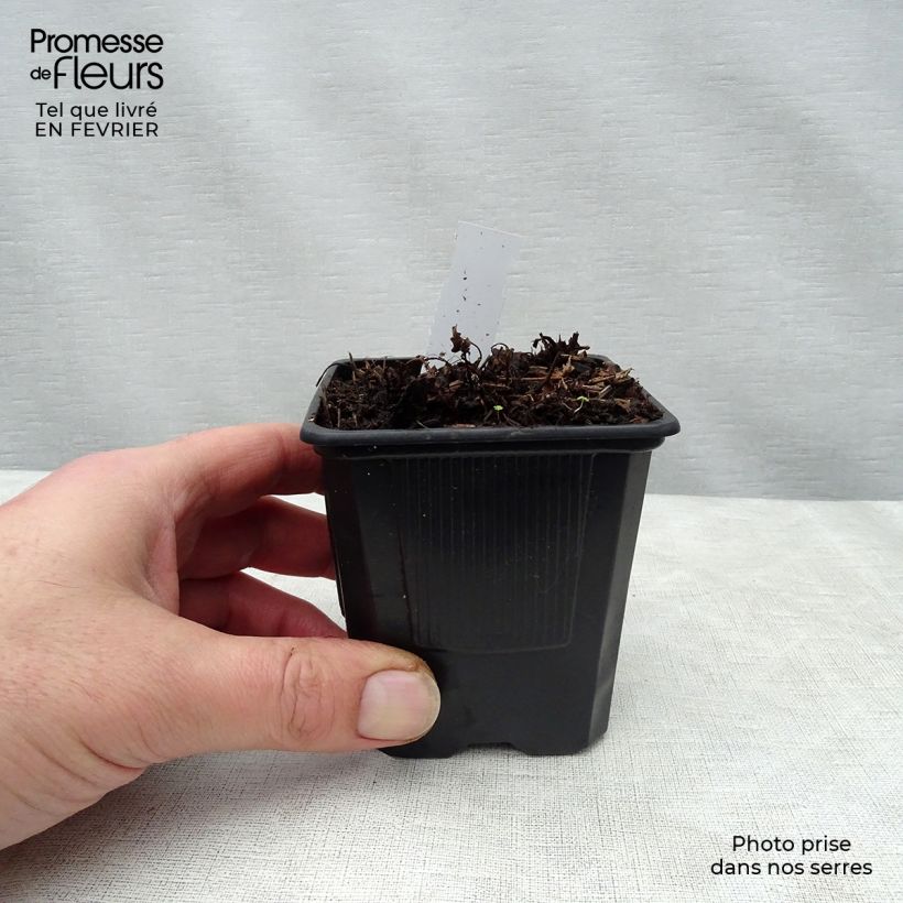 Spécimen de Astilbe arendsii Bumalda Godet de 8/9 cm tel que livré en hiver