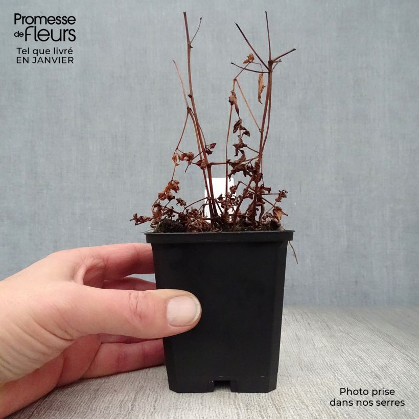 Spécimen de Astilbe arendsii Cattleya Godet de 8/9 cm tel que livré en hiver