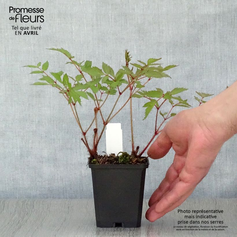 Spécimen de Astilbe arendsii Cattleya Godet de 8/9 cm tel que livré au printemps