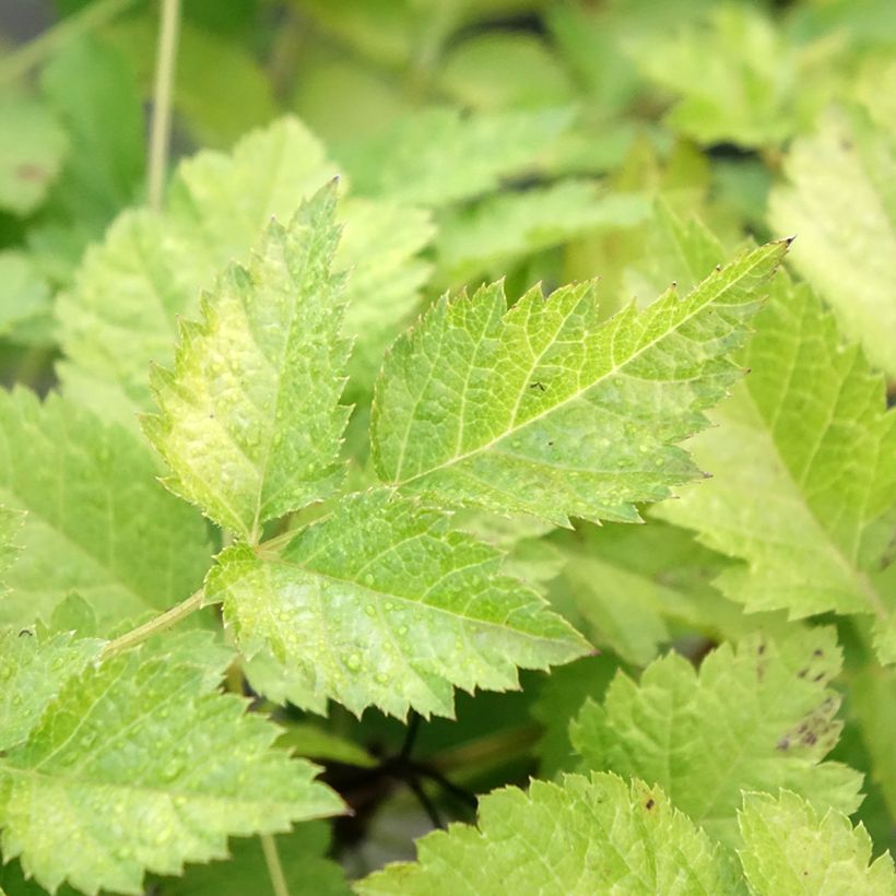 Astilbe arendsii Color Flash Lime, Beauty of Lisse (Feuillage)