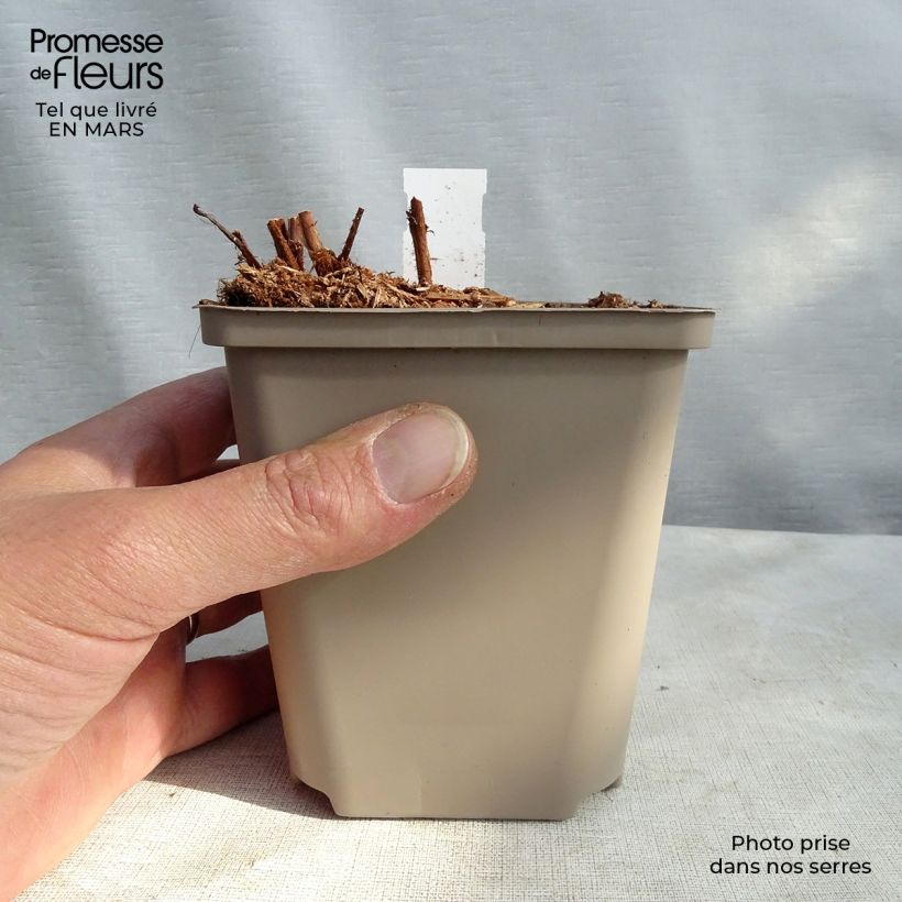 Spécimen de Astilbe arendsii Colour Flash - Astilbe d'Arends panachée Godet de 8/9 cm tel que livré en hiver