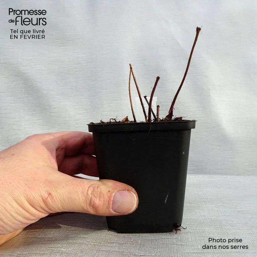 Spécimen de Astilbe arendsii Diamant Godet de 8/9 cm tel que livré en hiver