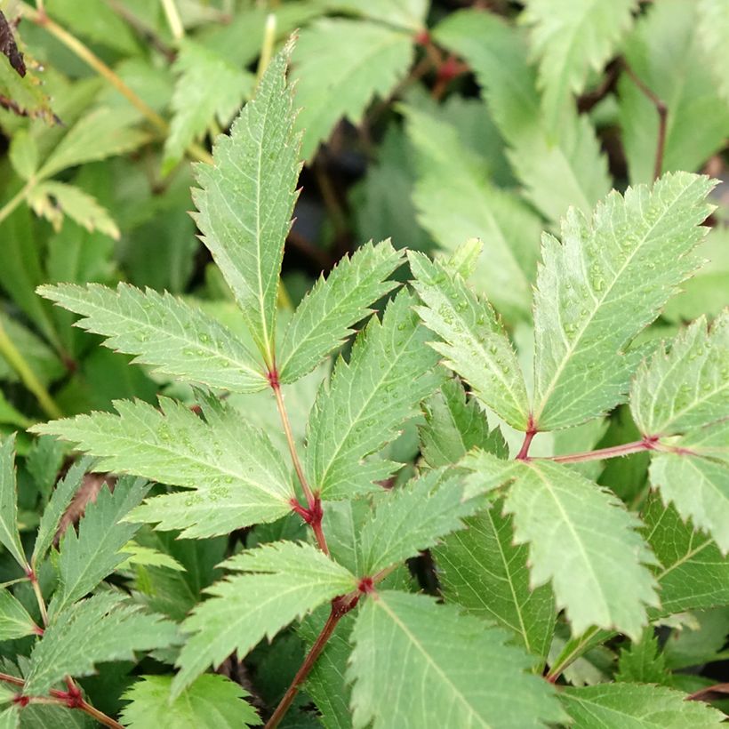 Astilbe arendsii Ellie (Feuillage)