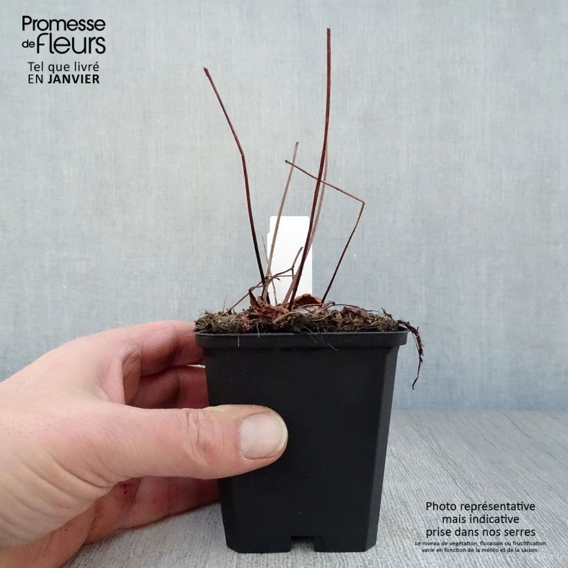 Spécimen de Astilbe arendsii Erika Godet de 8/9 cm tel que livré en hiver