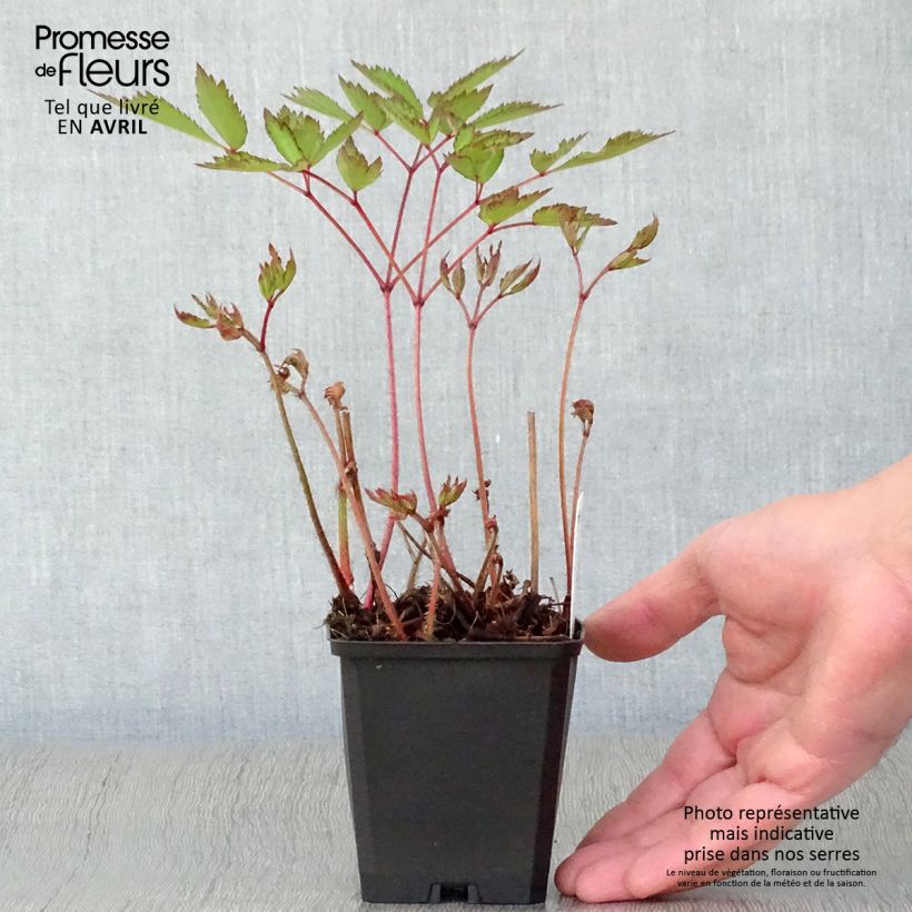 Spécimen de Astilbe arendsii Erika Godet de 8/9 cm tel que livré au printemps