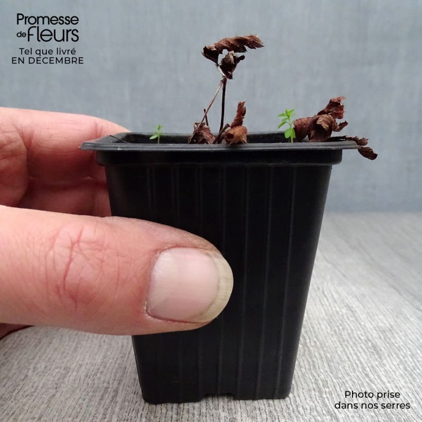 Spécimen de Astilbe arendsii Fanal Godet de 7/8 cm tel que livré en hiver