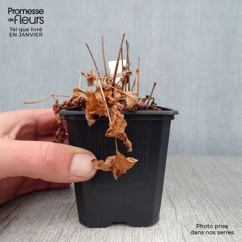 Spécimen de Astilbe arendsii Hyazinth Godet de 8/9 cm tel que livré en hiver