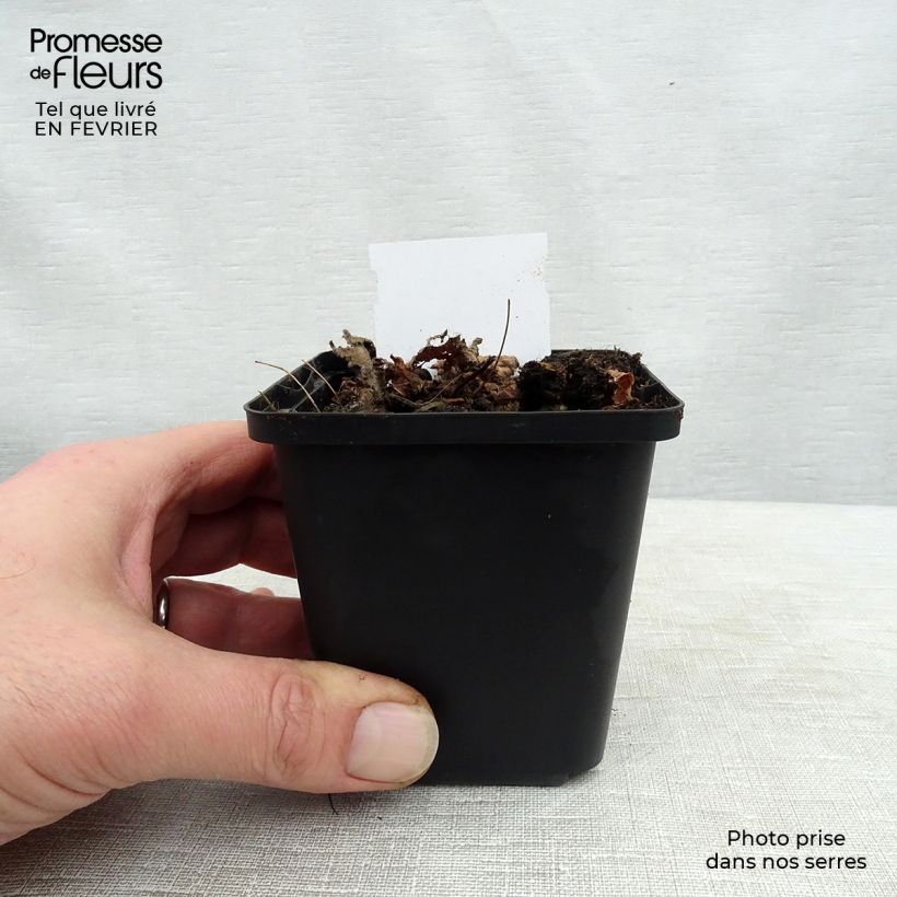 Spécimen de Astilbe chinensis Pumila Godet de 8/9 cm tel que livré en hiver