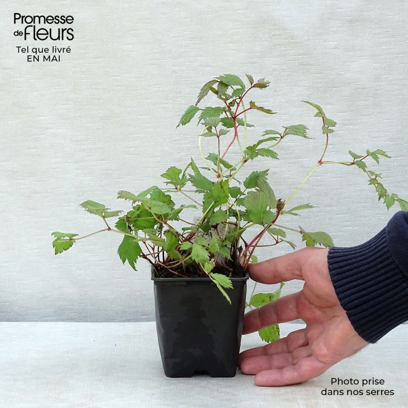 Spécimen de Astilbe chinensis Pumila Godet de 8/9 cm tel que livré au printemps