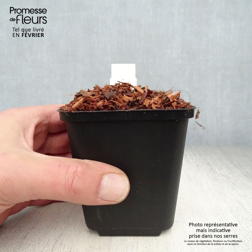 Spécimen de Astilbe chinensis Veronica Klose Godet de 8/9 cm tel que livré en hiver