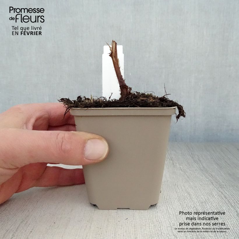 Spécimen de Astilbe chinensis Visions Godet de 8/9 cm tel que livré en hiver