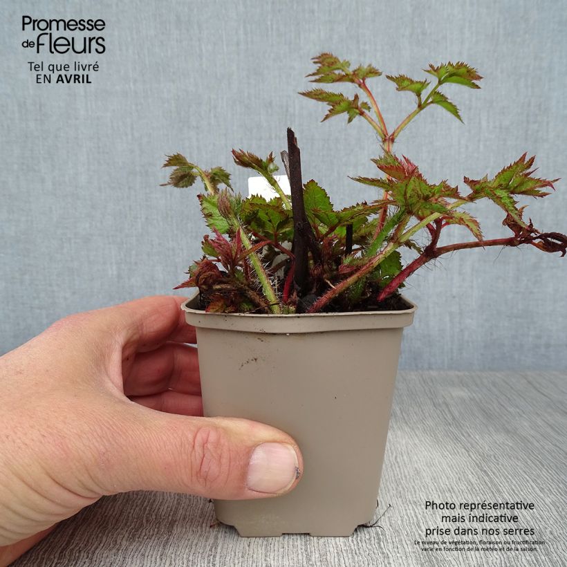 Astilbe chinensis Visions Vasetto da 8/9 cm esemplare consegnato in primavera