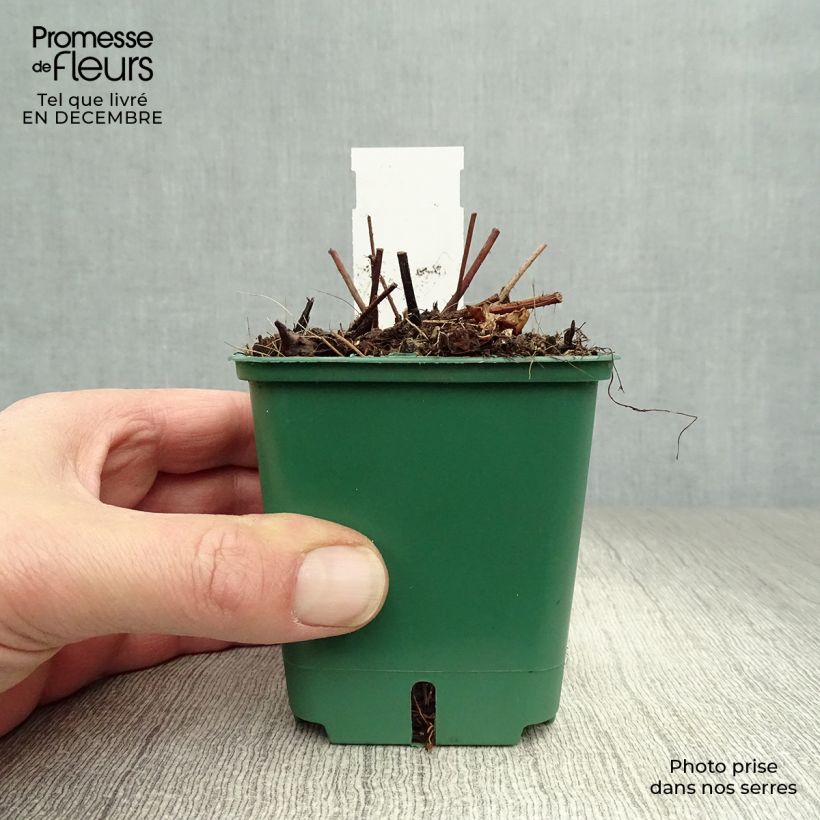 Spécimen de Astilbe chinensis var. taquetii Superba Godet de 8/9 cm tel que livré en hiver