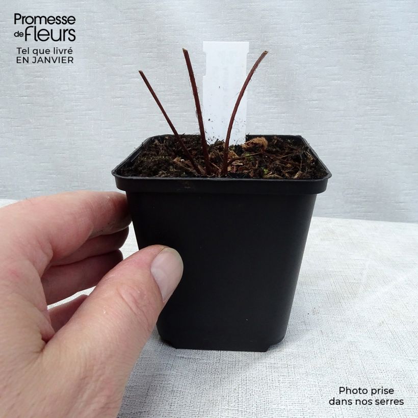 Spécimen de Astilbe chinensis var. taquetii Purpurlanze Godet de 8/9 cm tel que livré en hiver