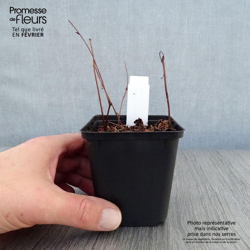 Spécimen de Astilbe japonica Delft Lace Godet de 8/9 cm tel que livré en hiver