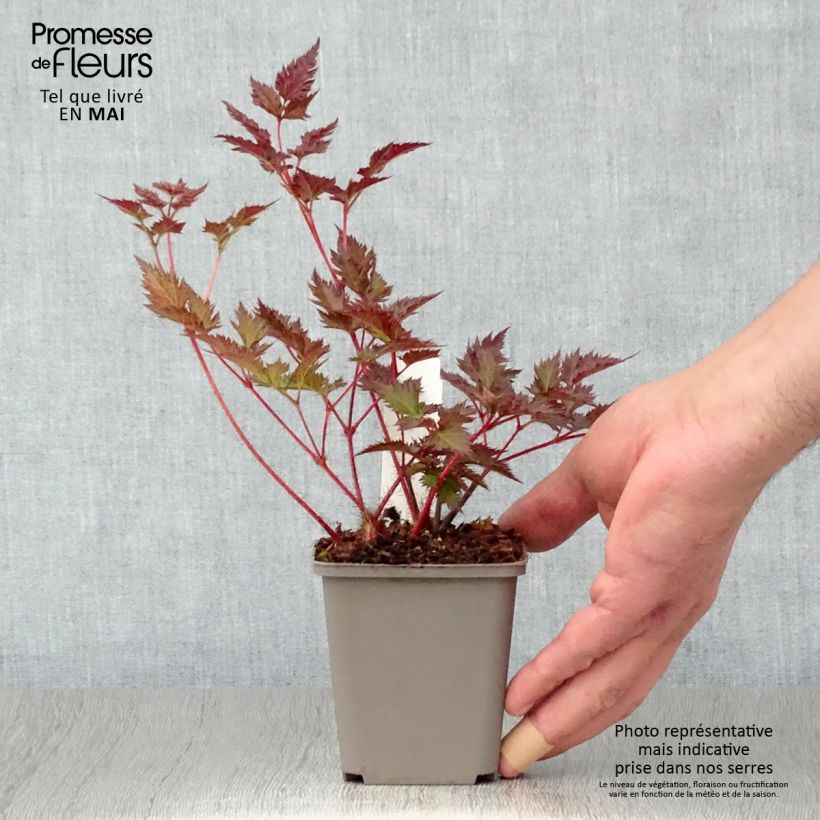 Spécimen de Astilbe japonica Delft Lace Godet de 8/9 cm tel que livré au printemps