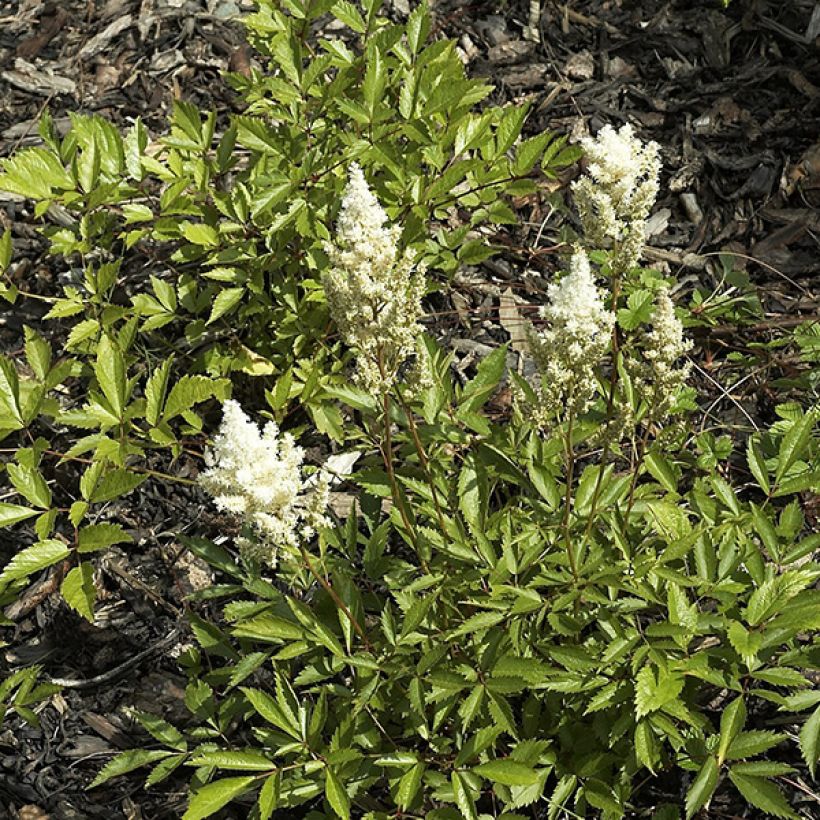 Astilbe japonica Deutschland (Hábito)
