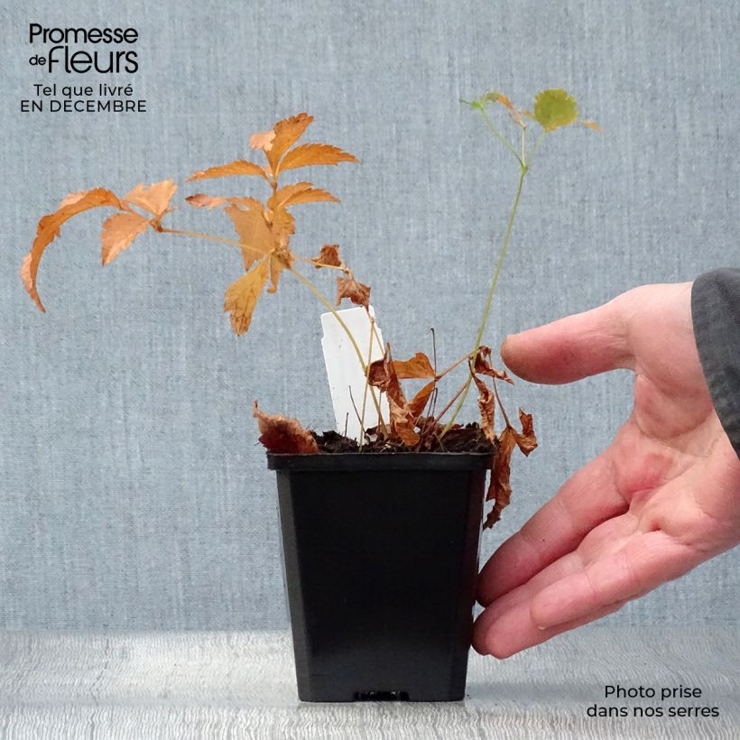 Spécimen de Astilbe japonica Deutschland Godet de 8/9 cm tel que livré en hiver