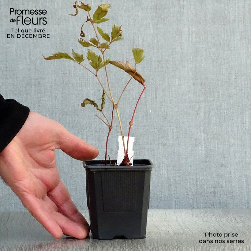 Spécimen de Astilbe japonica Montgomery Godet de 8/9 cm tel que livré en hiver