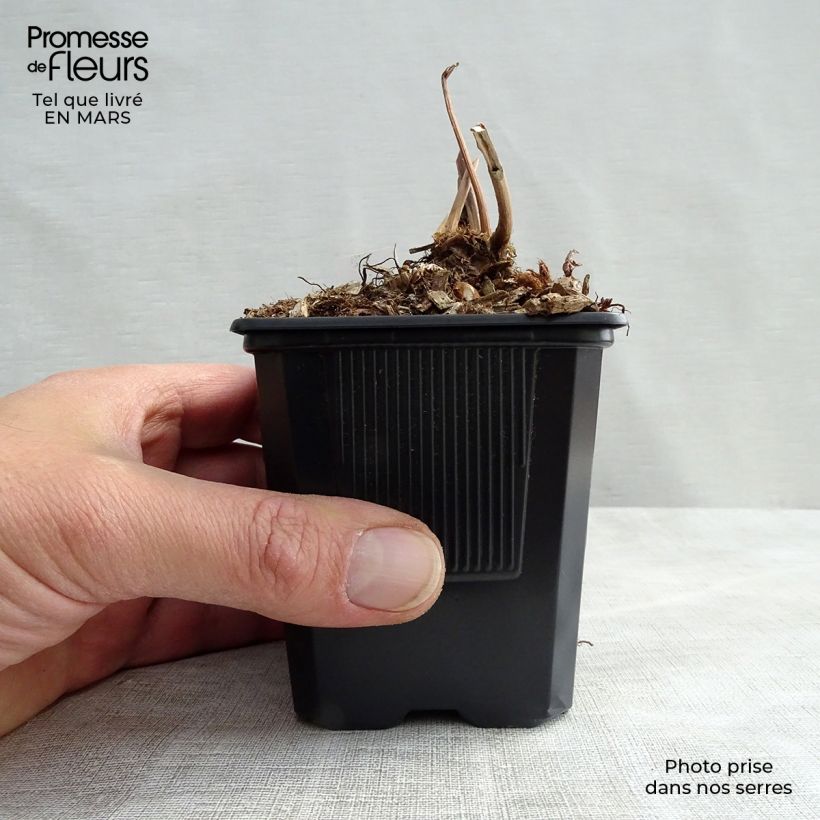 Spécimen de Astilbe japonica Peach Blossom Godet de 8/9 cm tel que livré au printemps