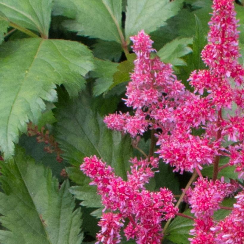 Astilbe japonica Red Sentinel (Floração)