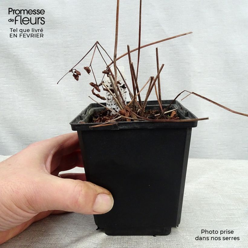 Spécimen de Astilbe japonica Vesuvius Godet de 8/9 cm tel que livré en hiver