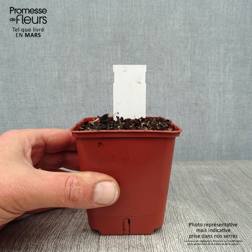 Spécimen de Astilbe simplicifolia Pink Lightning Godet de 8/9 cm tel que livré en hiver