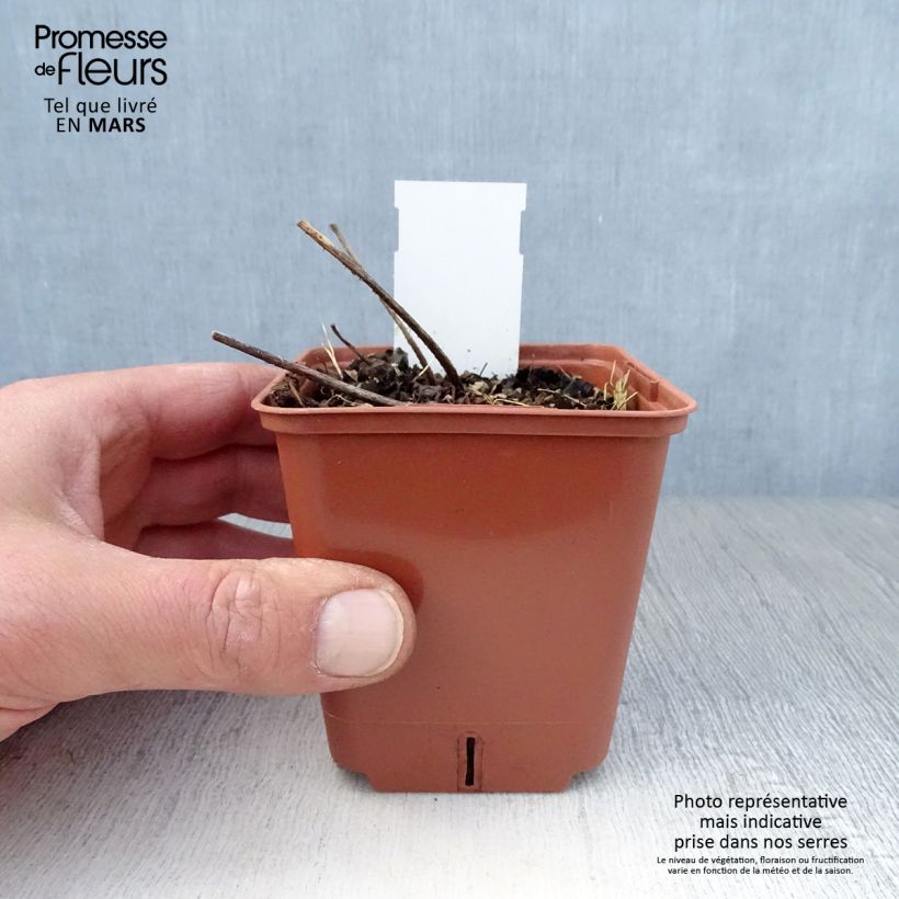 Astilbe simplicifolia Pink Lightning Maceta de 8/9 cm Ejemplar entregado en la primavera