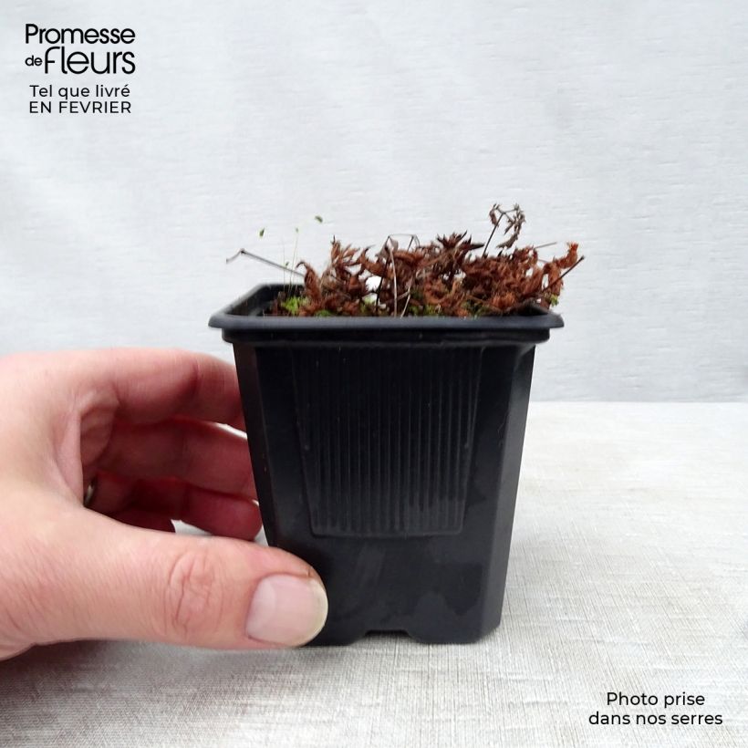 Spécimen de Astilbe simplicifolia Sprite Godet de 8/9 cm tel que livré en hiver