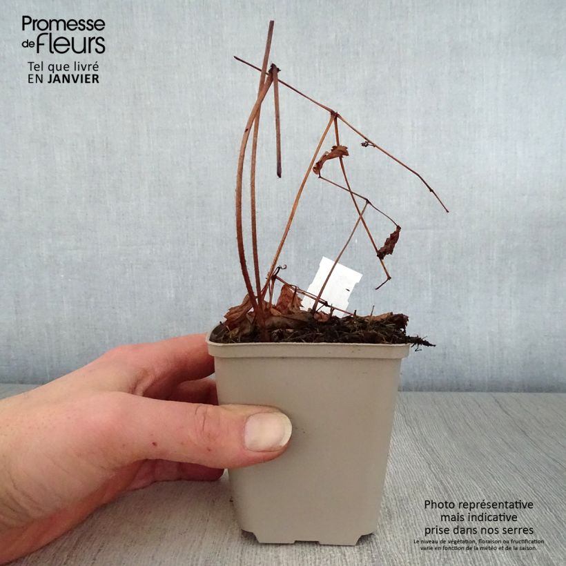 Spécimen de Astilbe thunbergii Straussenfeder - Astilbe Ostrich Plume Godet de 8/9 cm tel que livré en hiver