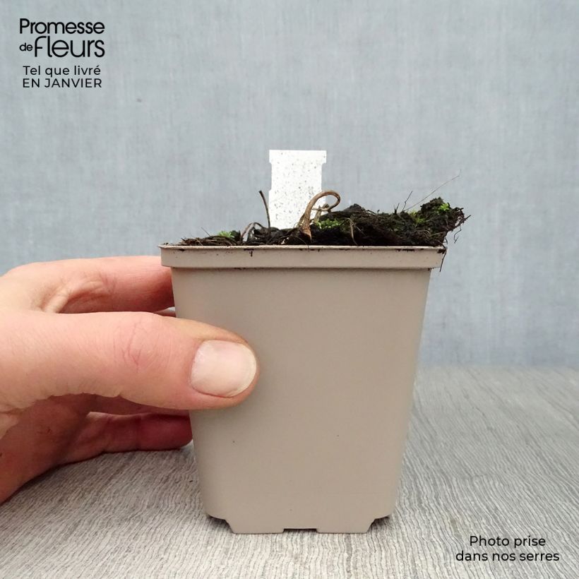 Spécimen de Astilboides tabularis Godet de 8/9 cm tel que livré en hiver