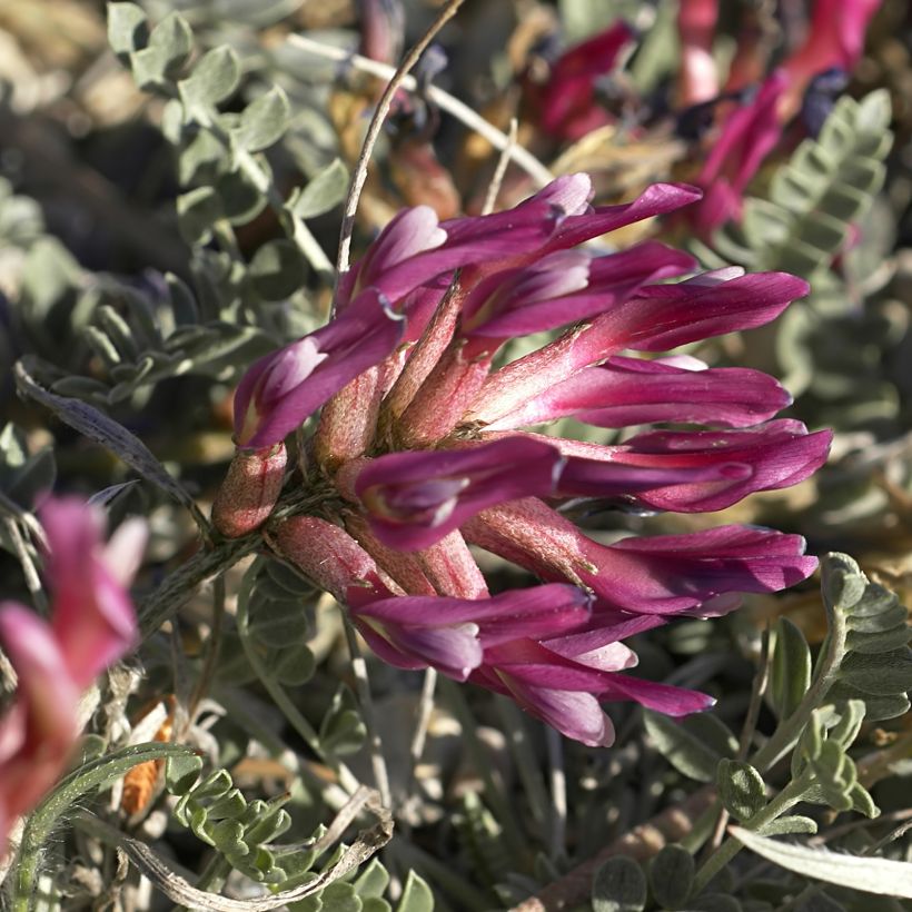 Astragalus monspessulanus (Floração)