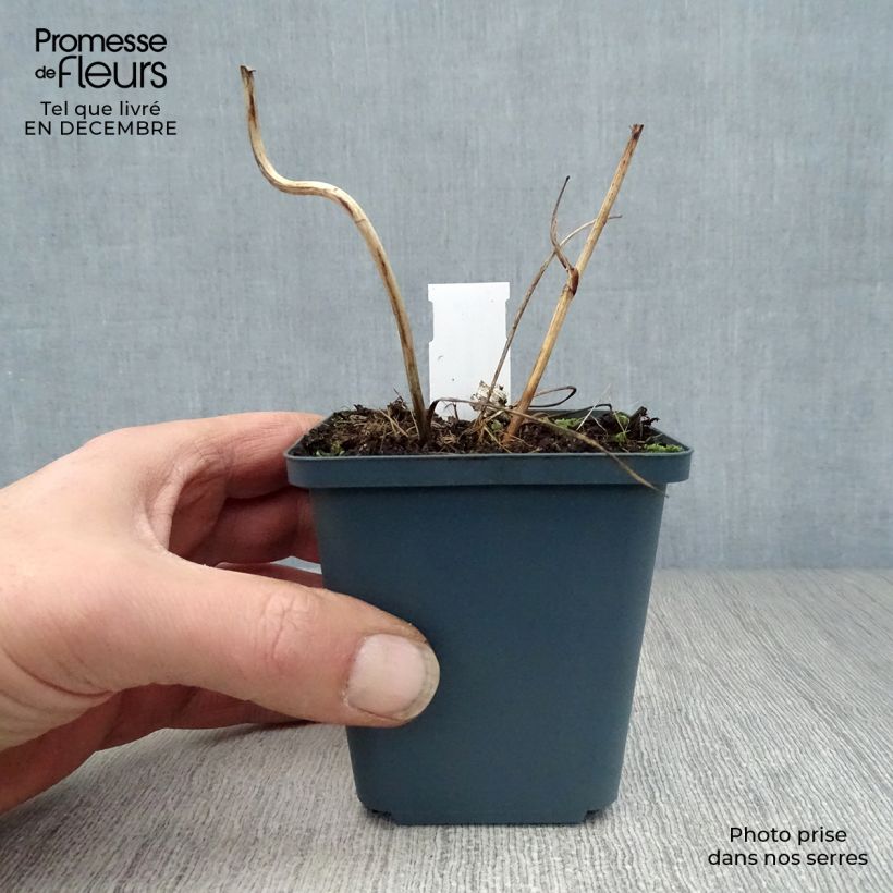 Spécimen de Astrance - Astrantia Star of Billion Godet de 8/9 cm tel que livré en hiver